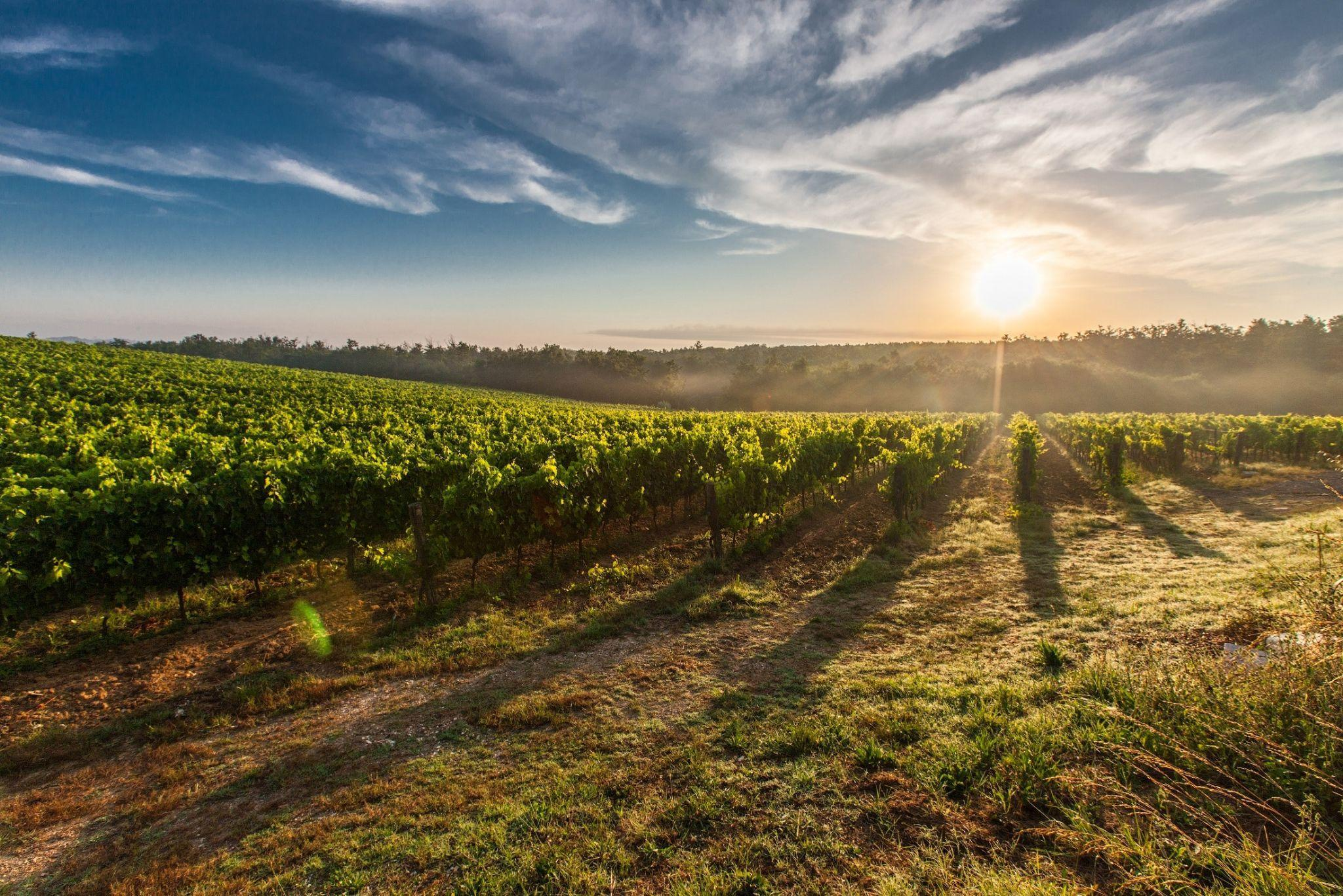 A farmland during sunset