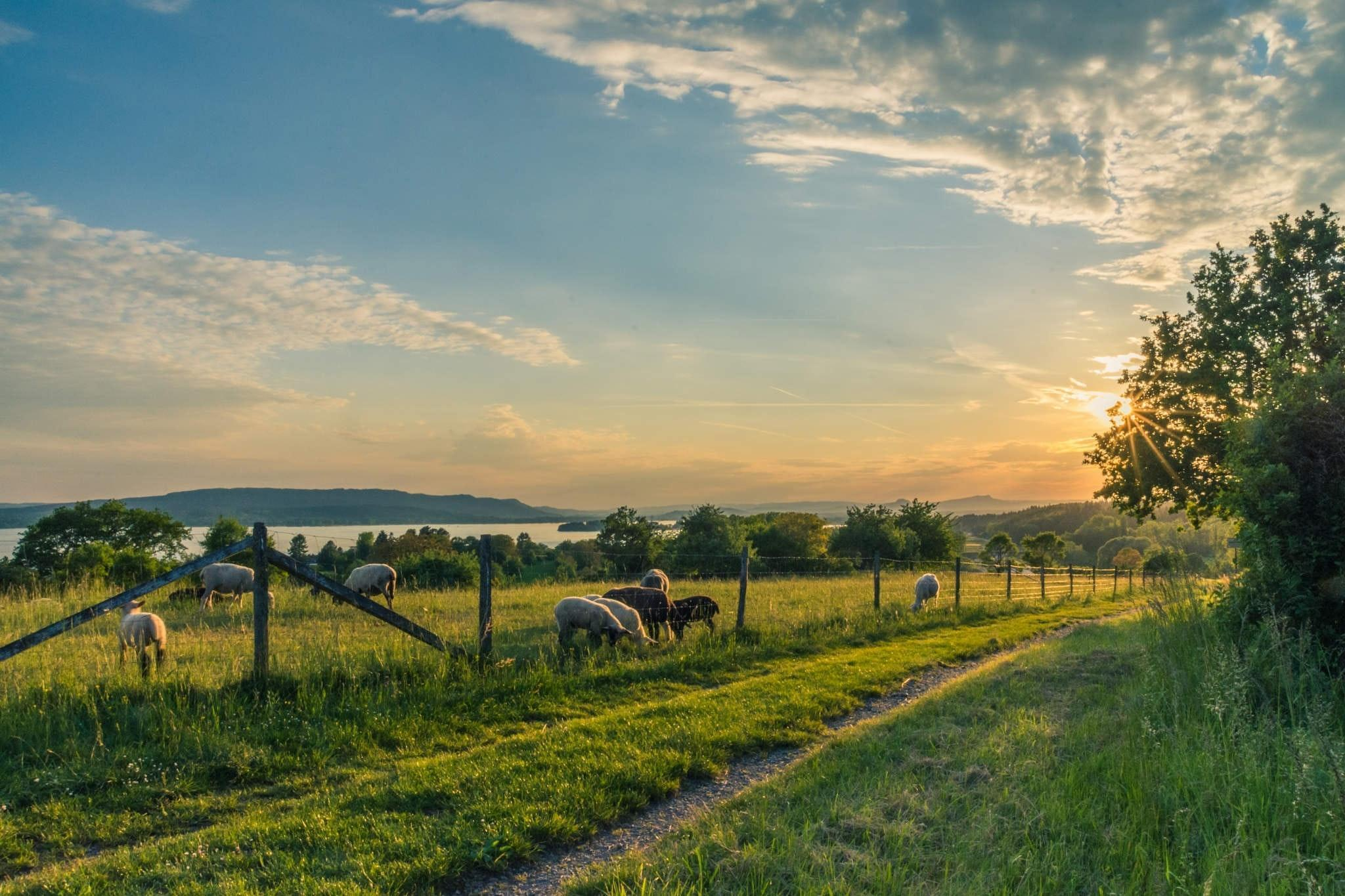 Using Visual Storytelling to Promote Your Farm