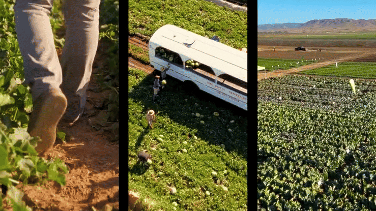 Seasoned Vegetables production photo 1