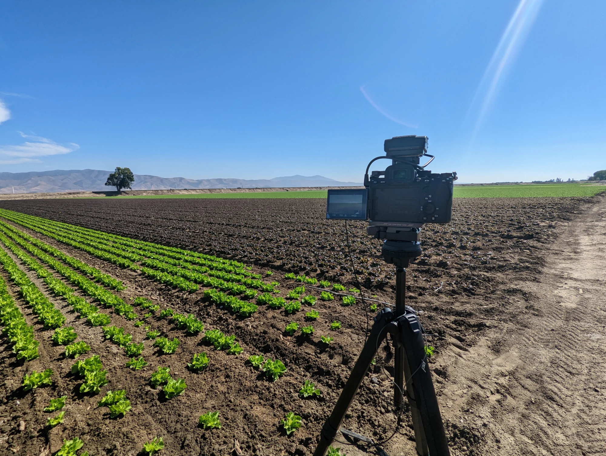 Seasoned Vegetables - Behind the scenes / breakdown photo 1